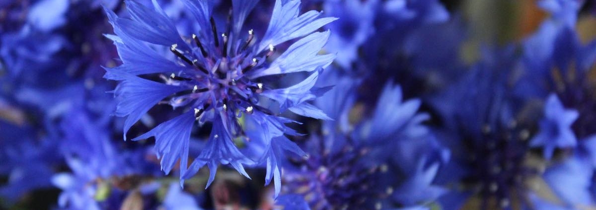 bluehflaeche kornblume