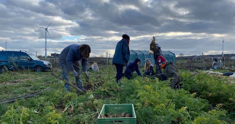 20.11.20 Karottenernte