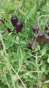 Bild von einer Tomatenpflanze der Sorte Brad's Atomic Grape