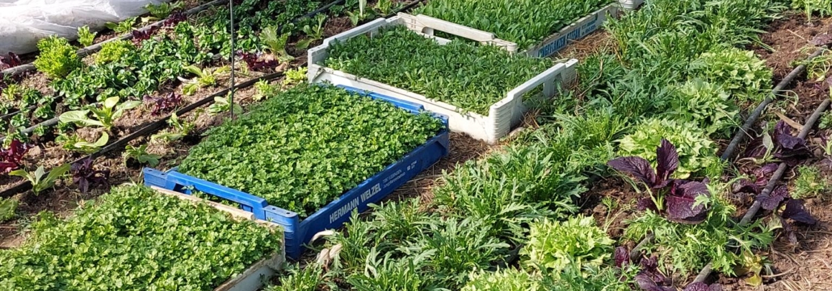 Blick in den Folientunnel - angebauter Salat und Kisten mit Jungpflanzen